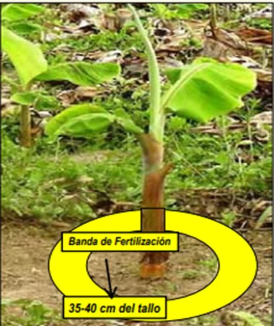 Aplicación de abono orgánico en cultivos de plátano y banano joven