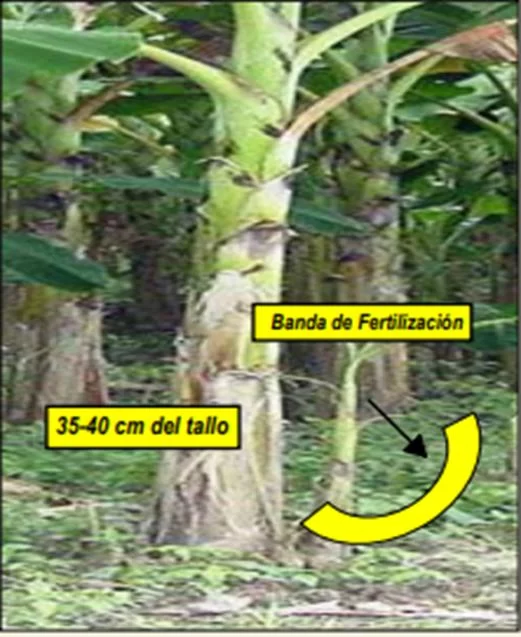 Aplicación de abono orgánico en cultivos de plátano y banano perenne