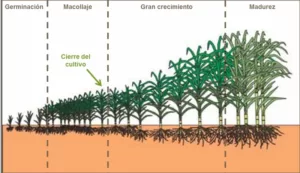 Caracteres botánicos de cultivos de caña panelera