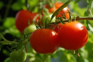 Cultivos orgánicos de tomate más productivos - Terra Zan